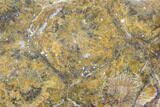 Polished Fossil Coral (Actinocyathus) - Morocco #85014-1